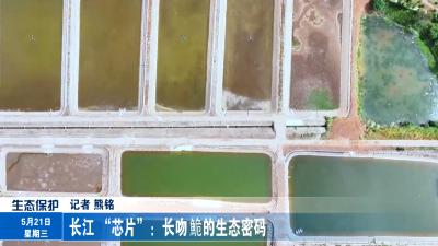 长江 “芯片” : 长吻鮠的生态密码