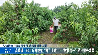 高陵镇：50 万斤鲜桃抢“鲜”上市  “村社合一”结出振兴硕果