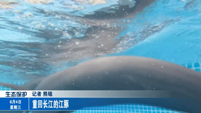 重回长江的江豚