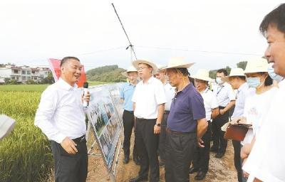 深耕红莲稻海 守护大国粮仓——朱仁山团队以大别山精神铸就粮食安全“中国芯”