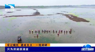 牢记嘱托 建成支点·一线调研 | 只为洪湖漾清波