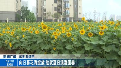 向日葵花海绽放 绘就夏日浪漫画卷