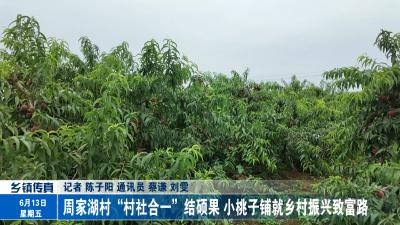 周家湖村“村社合一”结硕果 小桃子铺就乡村振兴致富路
