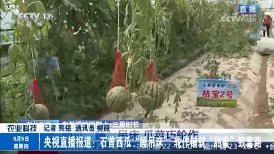 央视直播报道：石首西瓜“睡吊床” 轮作铺就“甜蜜”致富路