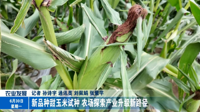 新品种甜玉米试种 农场探索产业升级新路径