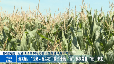调关镇：“玉米-西兰花”轮作 土地 “活”起来效益“涨”起来