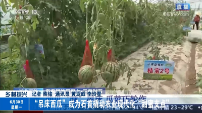 “吊床西瓜”成为石首撬动农业现代化“甜蜜支点”