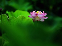 洪湖生态美，多种鸟类和谐共生