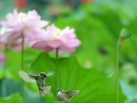 洪湖生态美，多种鸟类和谐共生
