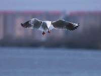 洪湖生态美，多种鸟类和谐共生
