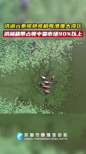 洪湖元素惊艳亮相粤港澳大湾区