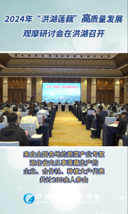 2024年“洪湖莲藕”高质量发展观摩研讨会在洪湖召开#洪湖#莲藕产业