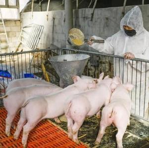 警惕！中国研究人员发现新型猪流感病毒，易使人类感染