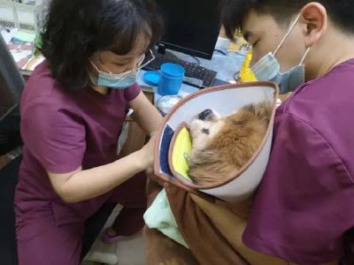 上海首例！男子将养了十几年的宠物狗遗弃，警方：罚500元，吊销犬证