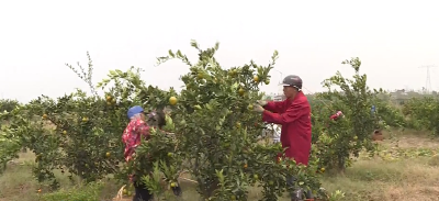 公安县章庄铺镇：小柑橘成就大产业  年产值1.8亿元