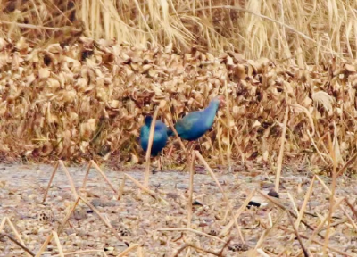 最美水鸟“紫水鸡”现身公安县崇湖国家湿地公园