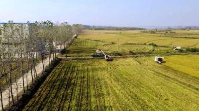 公安11.46万亩晚稻进入收割季