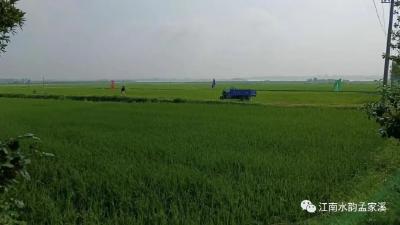 孟家溪镇青龙村：蟹稻种养一体化 助力农业农村高质量发展