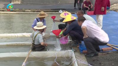 荆州百湖种业科技有限公司：鱼苗繁育助力渔业发展