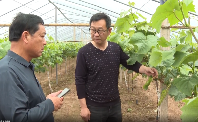 刘波：勤耕葡萄产业   诠释新时代劳模风采