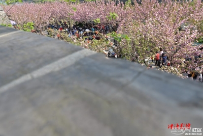 老南门樱花开的艳