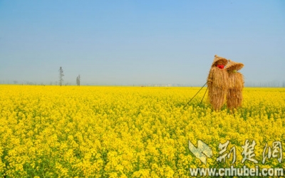 黄金花海绿叶稠 湖北这些地方可赏大片油菜花海！