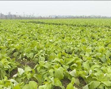 江陵县“菜篮子工程”建设成果丰硕