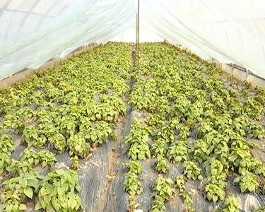 精准扶贫在江陵  |  江陵县公安局 ：产业引领拔穷根
