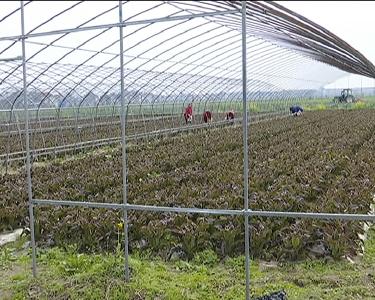 江陵县17家“三品一标”企业获认证