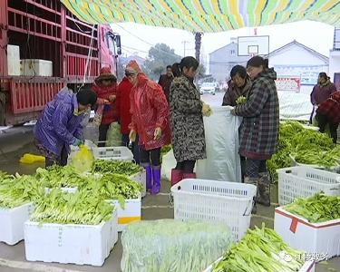 春节气氛未消退  蔬菜专业合作社收获忙