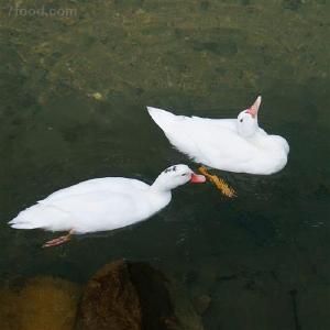 春节后H7N9疫情形势严峻 如何预防禽流感