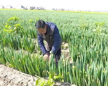 微信圈引发爱心接力  助农销售积压大葱近10吨