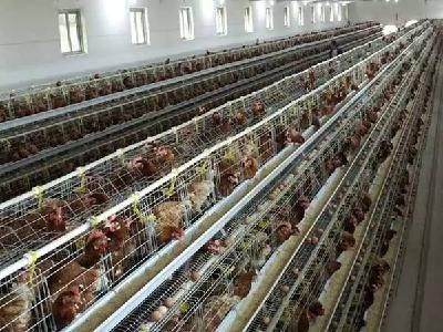 江陵这些地方是禁养区！42家畜禽养殖场（户）5月31日前要关停