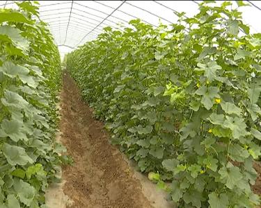 2017年江陵县力争蔬菜播种面积达到6万亩