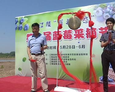 江陵县“蓝莓之恋”首届蓝莓采摘节开园