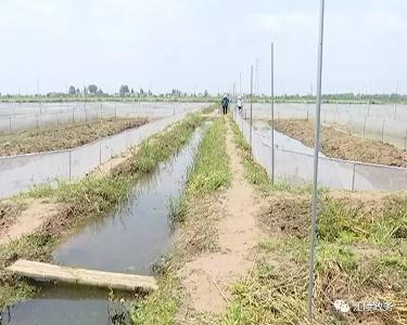 精准扶贫看江陵 | 熊河镇熊河村：引进青蛙养殖 助力脱贫攻坚