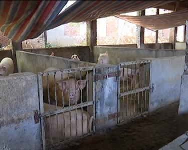 江陵县禁养区畜禽养殖场全部关停