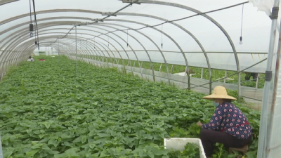 郝穴镇颜闸村: 薯尖丰收 俏销周边县市