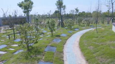 日铺2000平米，只为那一抹葱郁的清凉