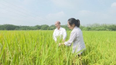 我县积极应对水稻“两迁”害虫侵袭，确保秋粮丰产丰收
