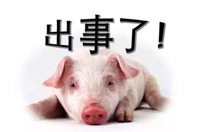 发现非洲猪瘟 德猪肉出口将受影响
