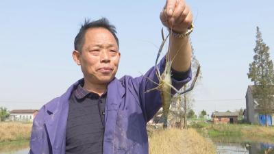 肉多味鲜个头大，江陵25万只罗氏沼虾上市！