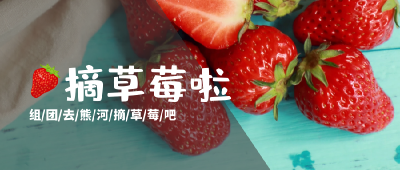 草莓熟透啦！别辜负了“莓”好时光，组团去熊河摘草莓吧~