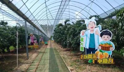 江陵三湖黄桃现代农业示范园：发展黄桃产业 建好特色小镇