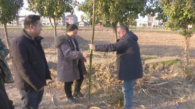 甜又脆，郝穴镇颜闸村甘蔗上市啦！