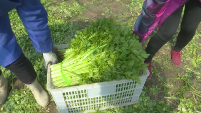 科学种植芹菜，这个村有妙招！