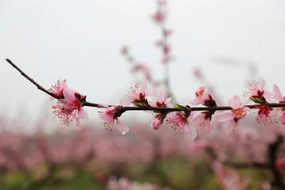桃花开了！三湖万亩桃花等你来赏