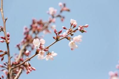 浪漫樱花，这个春天最美的邂逅......
