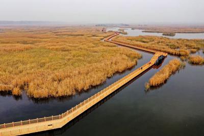 在习近平总书记的引领下·重大战略篇 | 瓣瓣不同 瓣瓣同心——京津冀协同发展不断取得新突破