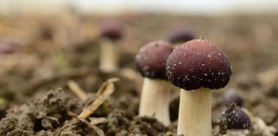 带上家人或朋友，赴一场采摘赤松茸的约会吧~
